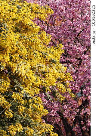 蔵前神社に咲くミモザの花と河津桜 100102225