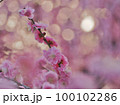背景がピンク色と黄色に玉ボケしている梅の花 100102286