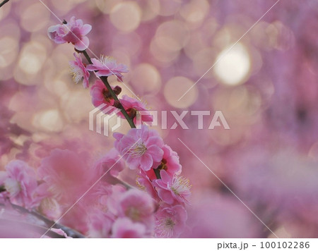 背景がピンク色と黄色に玉ボケしている梅の花 背景がピンク色と黄色に玉ボケしている梅の花 100102286