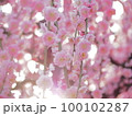 夕方の梅の花 100102287