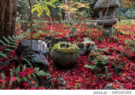 厭離庵の散り紅葉 100102303
