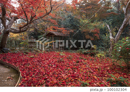厭離庵の散り紅葉 厭離庵の散り紅葉 100102304