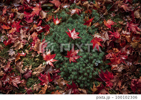 厭離庵の散り紅葉 厭離庵の散り紅葉 100102306