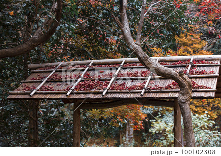 厭離庵の散り紅葉 100102308