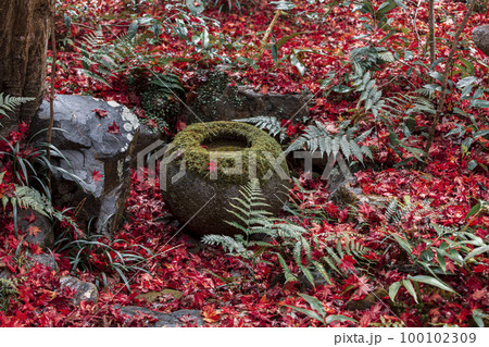 厭離庵の散り紅葉 厭離庵の散り紅葉 100102309