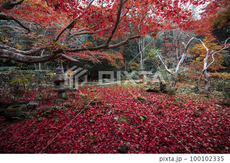 厭離庵の散り紅葉 100102335