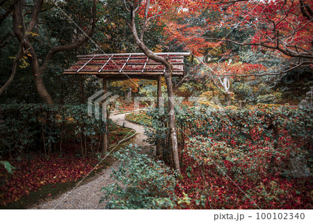厭離庵の散り紅葉 100102340