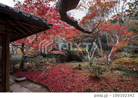 厭離庵の散り紅葉 100102342