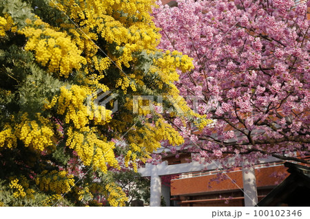 蔵前神社に咲くミモザの花と河津桜 100102346