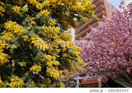蔵前神社に咲くミモザの花と河津桜 100102347