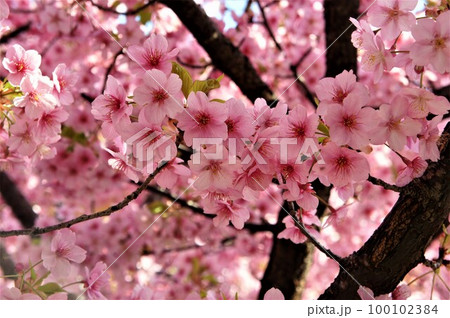 満開の桜 100102384