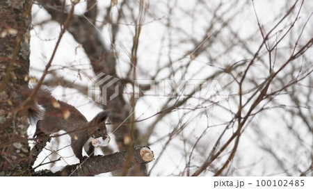 松ぼっくりを運ぶエゾリス 100102485