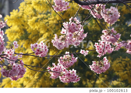 蔵前神社に咲く河津桜。後方はミモザ 100102613