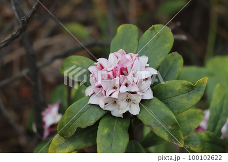日本の早春の庭に咲く白い花と赤い蕾のジンチョウゲの花 100102622