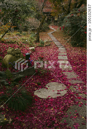直指庵の紅葉 100102637