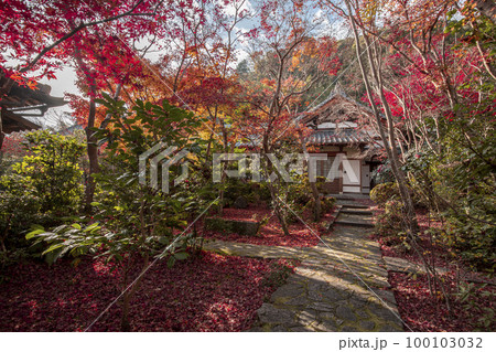 善法律寺の紅葉 100103032