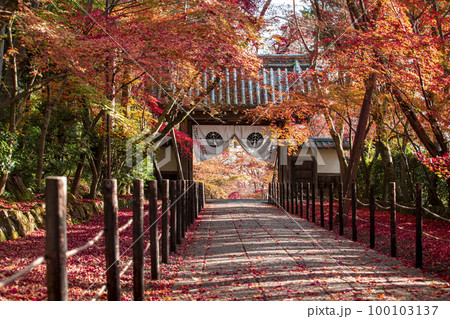 光明寺の紅葉 光明寺の紅葉 100103137