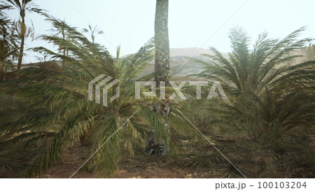 Palm trees in the desert 100103204