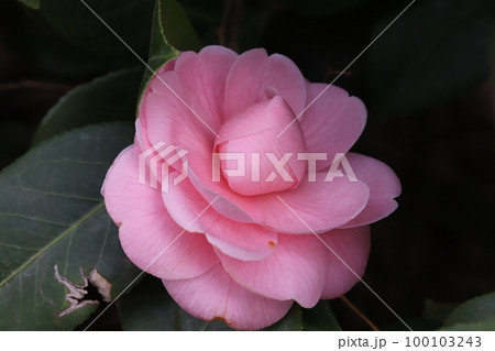 日本の早春の庭に咲くピンク色で八重咲きのツバキの花 100103243
