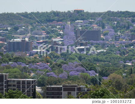 ジャカランダ ジャカランダ 100103272