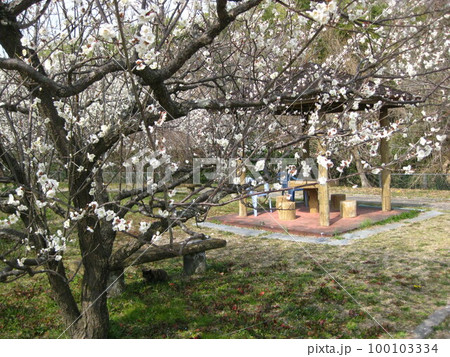 満開の白梅を、猫さんとお花見を楽しでいる時間を撮影しました。 100103334