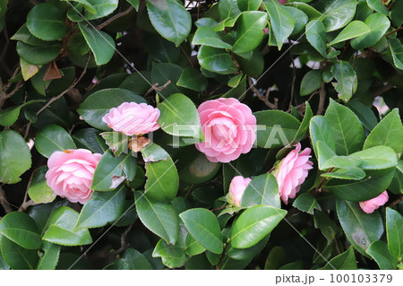 日本の早春の庭に咲くピンク色で八重咲きのツバキの花 100103379