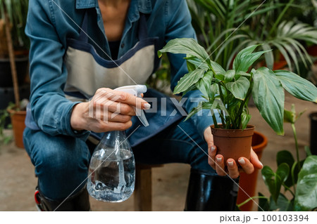 Home garden concept. Spring time. Interior with lots of plants. Home gardening. 100103394