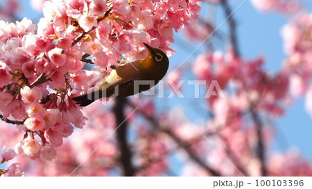 寒緋桜の蜜を吸おうとしているメジロちゃん 100103396