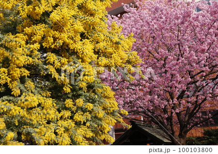 蔵前神社に咲くミモザの花と河津桜 100103800