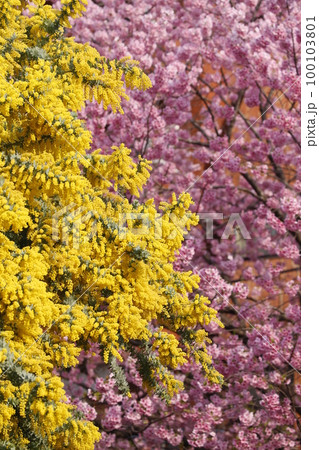 蔵前神社に咲くミモザの花と河津桜 100103801