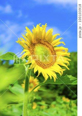 夏の青空と白い雲に明るい黄色のひまわりの花畑 100103918