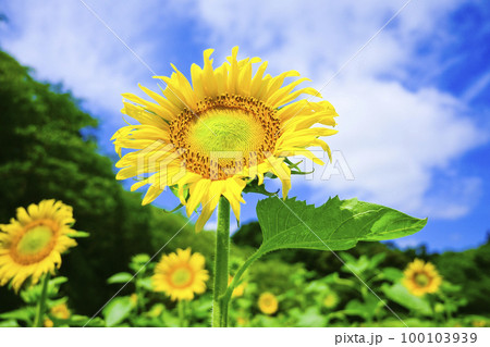 夏の青空と白い雲に明るい黄色のひまわりの花畑 100103939