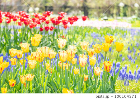 5月のチューリップ畑 5月のチューリップ畑 100104571