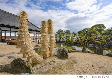 二条城 二の丸庭園、「こも」を巻いたソテツ 二条城 二の丸庭園、「こも」を巻いたソテツ 100104578