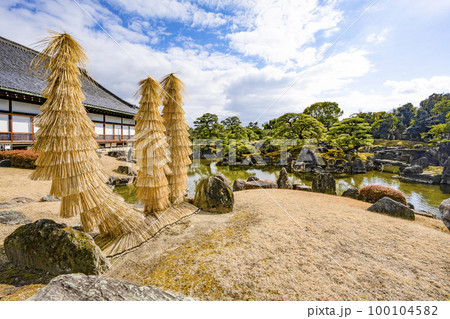 二条城 二の丸庭園、「こも」を巻いたソテツ 二条城 二の丸庭園、「こも」を巻いたソテツ 100104582