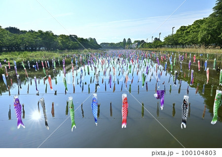 館林市鶴生田川に架かる鯉のぼり 100104803