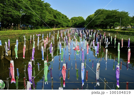 館林市鶴生田川に架かる鯉のぼり 100104819