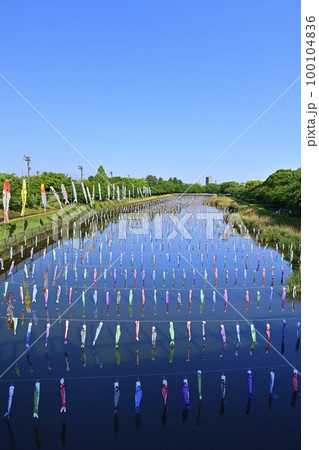 館林市鶴生田川に架かる鯉のぼり 館林市鶴生田川に架かる鯉のぼり 100104836