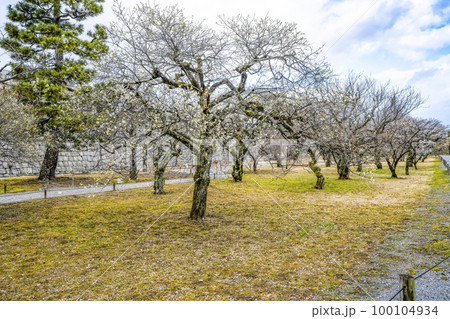 二条城 梅林 二条城 梅林 100104934