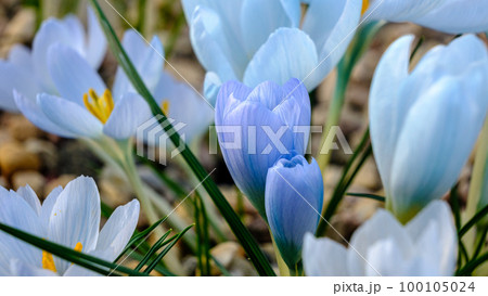 Light blue, lilac petals for a crocus. Multicolored petals for crocuses. Bright orange center flowers in a flower bed in spring blooming in the sun. The most beautiful spring flowers. Light blue, lilac petals for a crocus. Multicolored petals for crocuses. Bright orange center flowers in a flower bed in spring blooming in the sun. The most beautiful spring flowers. 100105024