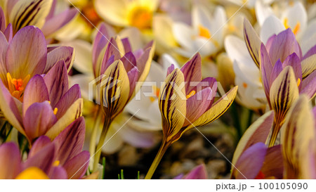 Multicolored petals for crocuses. flowers in a flower bed in spring blooming in the sun. The most beautiful spring flowers. Multicolored petals for crocuses. flowers in a flower bed in spring blooming in the sun. The most beautiful spring flowers. 100105090