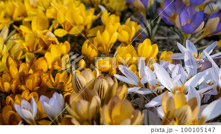 Different colored crocuses. flowers in a flower bed in spring blooming in the sun. The most beautiful spring flowers. 100105147
