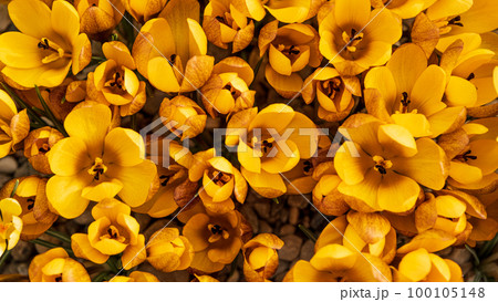 Yellow crocus flowers in a flowerbed at springtime blooming in the sun. The most beautiful spring flowers 100105148