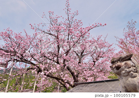 樹齢三百余年、黒田百年桜の満開～京都京北 100105579