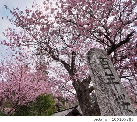 樹齢三百余年、黒田百年桜の満開~京都京北 樹齢三百余年、黒田百年桜の満開~京都京北 100105589