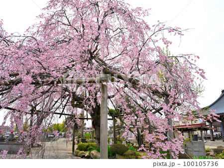 大田道灌ゆかりの洞昌院に咲く満開の枝垂れ桜 100105736