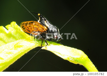 タケウチトゲアワフキ 100105782