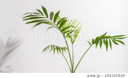 Chamaedorea Elegans Palm isolated on white background. leaves and stems of chamedorea on a white background. Chamaedorea Elegans Palm isolated on white background. leaves and stems of chamedorea on a white background. 100105830