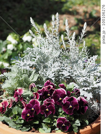 フリルパンジーの花寄せ植えの写真素材 [100106276] - PIXTA