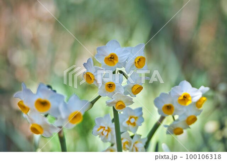山径の可憐な水仙の花 山径の可憐な水仙の花 100106318